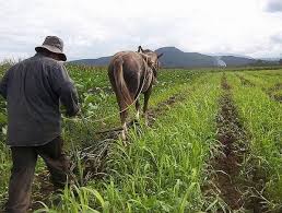 Nueve razones para defender las Zonas de Reserva Campesina
