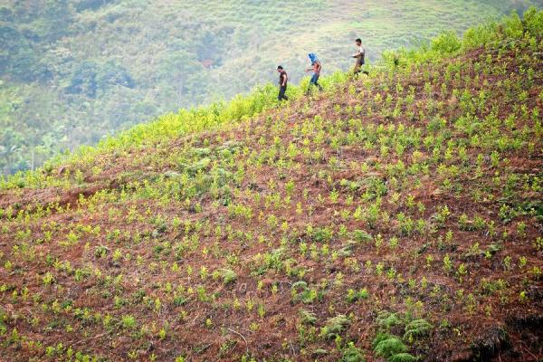 Coca: ¿por qué insiste Colombia con la erradicación aérea?