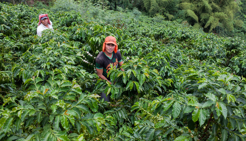 El café, esencial en la transición hacia la paz