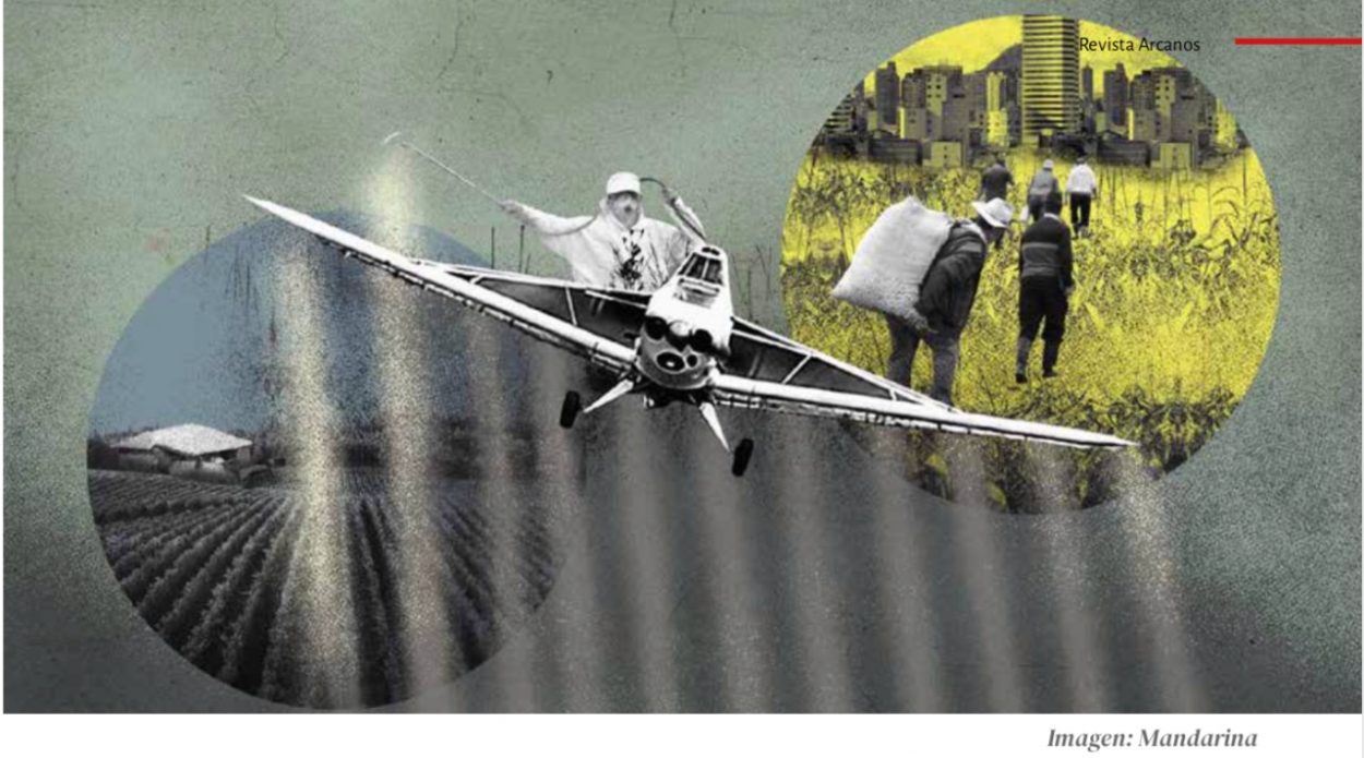 Sustitución de cultivos de uso ilícito en Catatumbo: gradualidad y concertación, condición básica para evitar nuevo fracaso